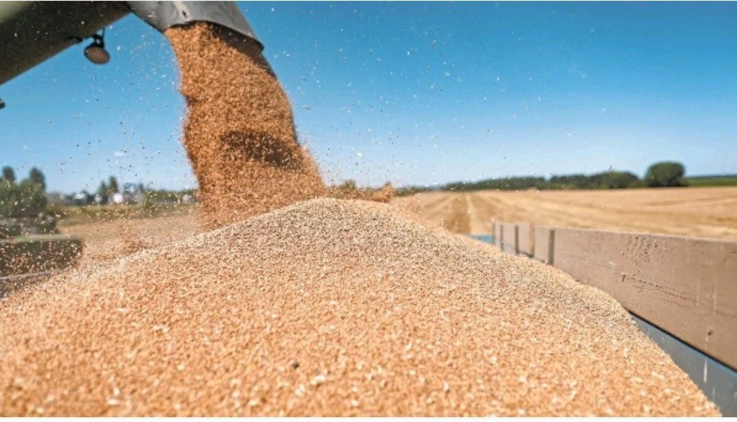 Acuerdo del grano