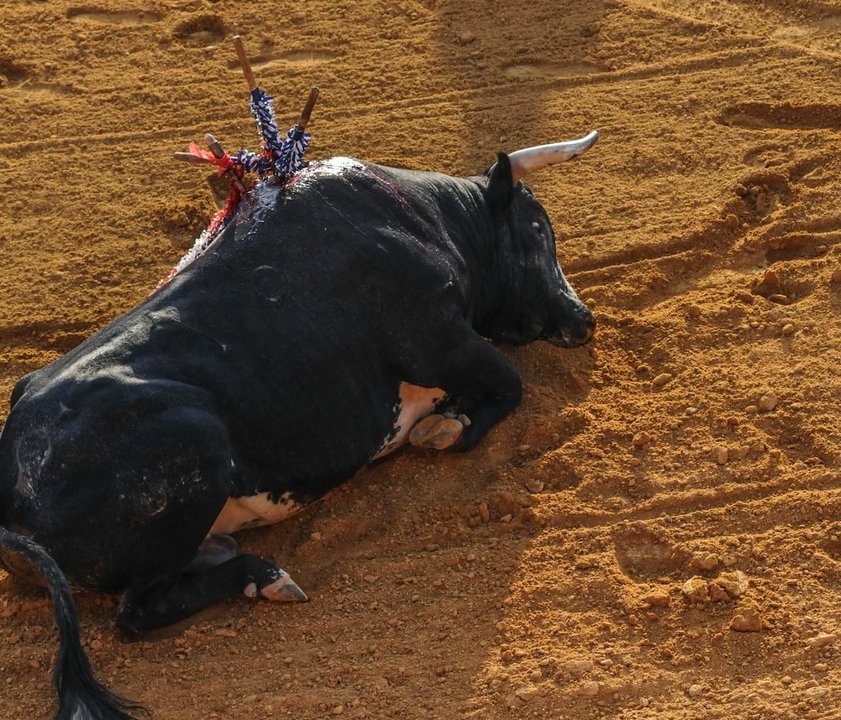 Toro herido