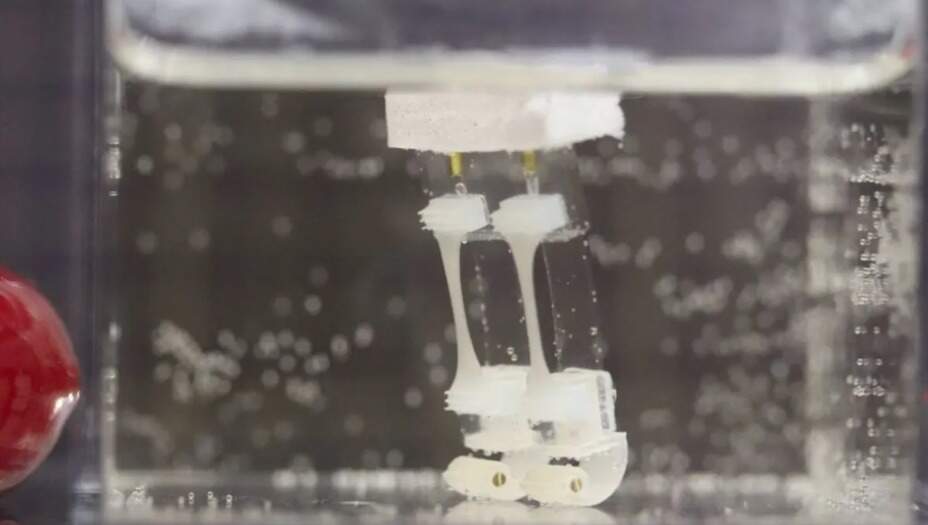 Científicos japoneses crean robot biohíbrido capaz de caminar y girar sobre agua